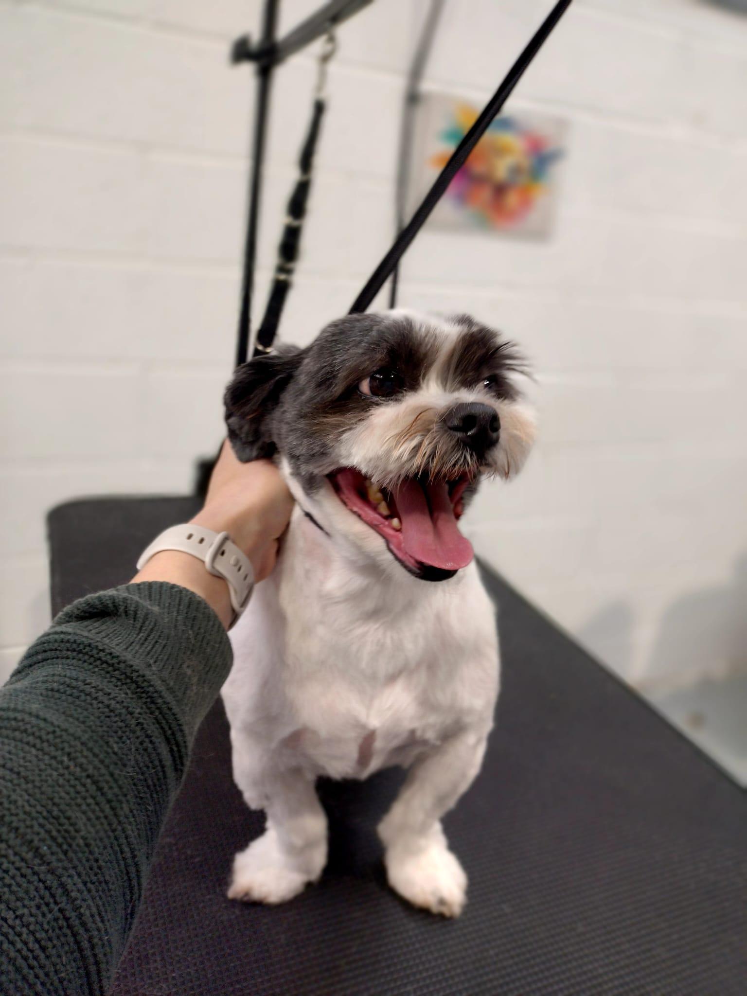 Professional dog groomer